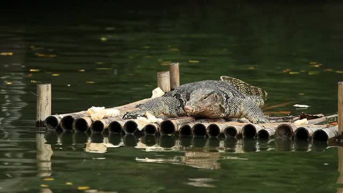 巨蜥景观鱼潜水鱼类海底世界