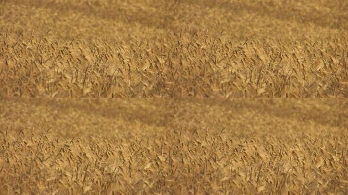 高清金色小麦地毯在阳光下摇曳