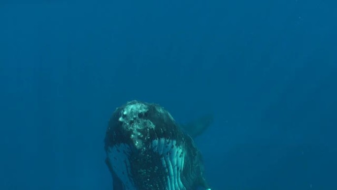 水下座头鲸座头鲸海洋大海野生动物
