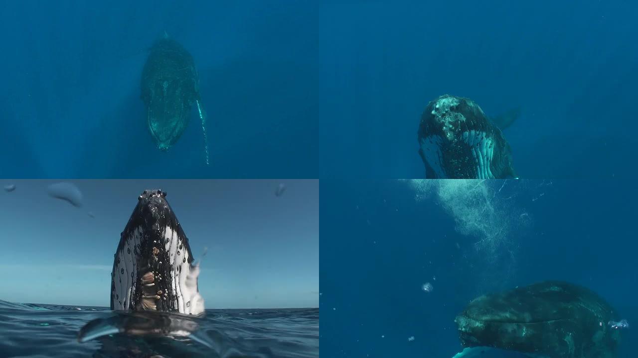 水下座头鲸座头鲸海洋大海野生动物