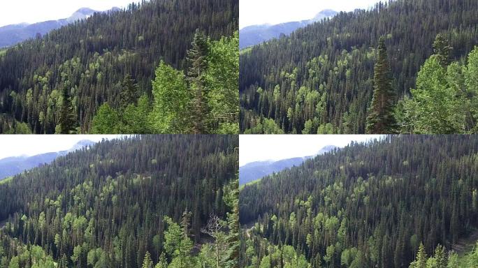 特柳赖德滑雪缆车的山脉和树木