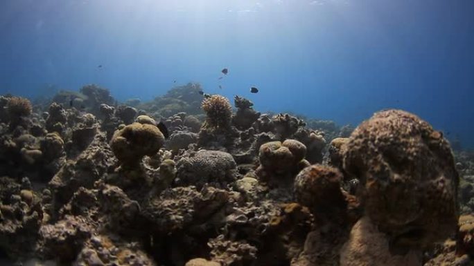 珊瑚和鱼热带鱼群海洋大海野生动物