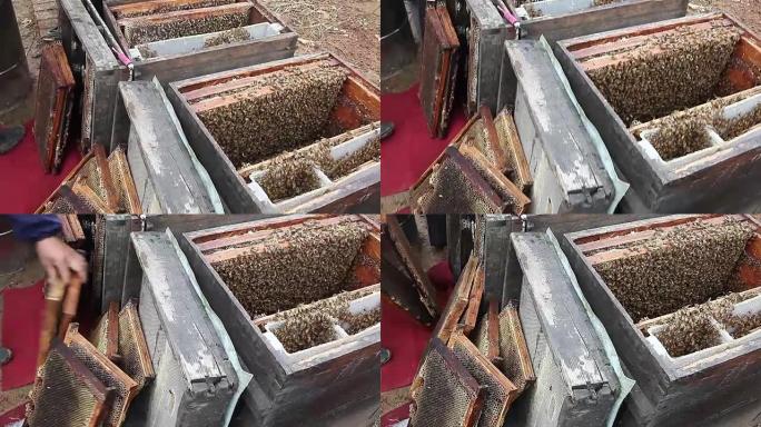 养蜂人从蜂箱中获取蜂蜜