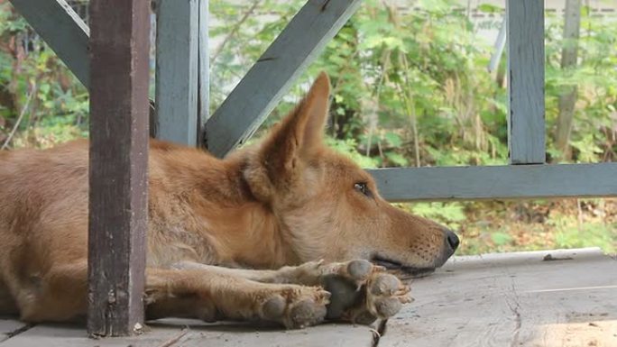 泰国棕色的小狗躺在地板上。