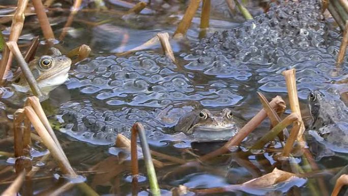 水坑里的青蛙水坑里的青蛙