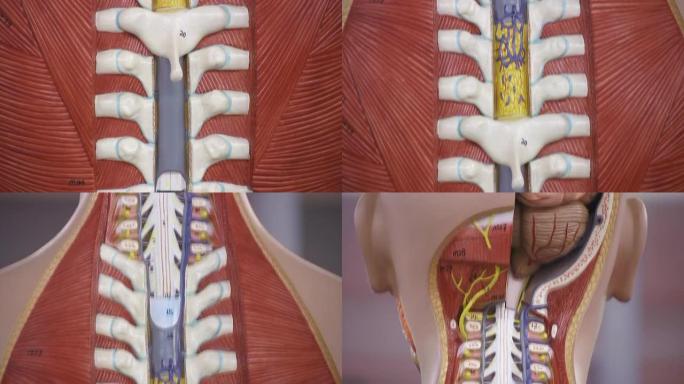 解剖学（HD）三维人内结构颈椎右脑