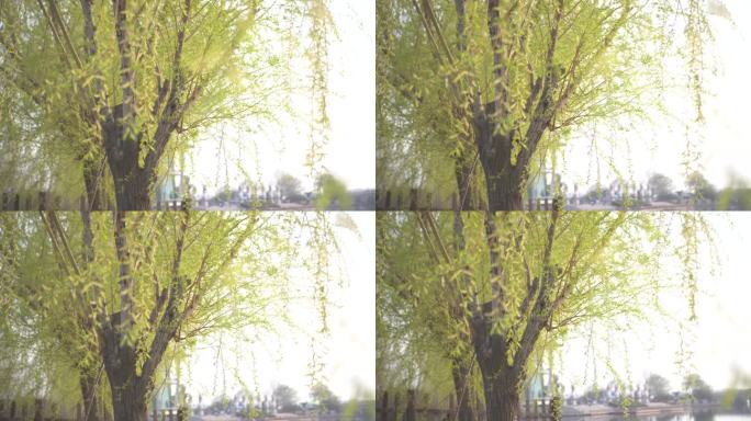 春天公园空镜 柳枝 柳条 柳树 初春柳枝