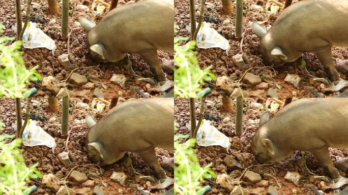 野猪找东西吃觅食动物动物世界