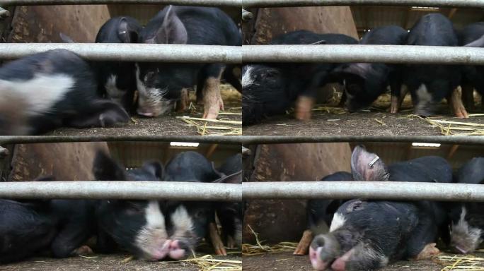 贪婪、快乐、饥饿、可爱的猪被喂食
