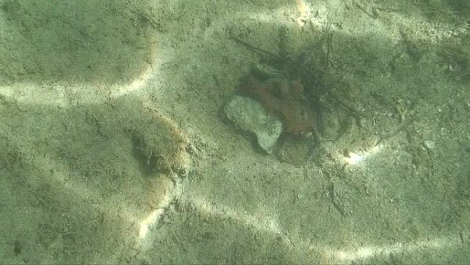 害怕的章鱼HD热带鱼群海洋大海野生动物