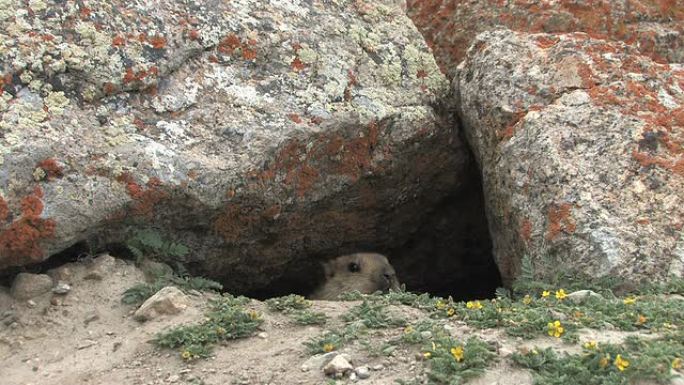 土拨鼠宝宝从洞穴里向外张望。