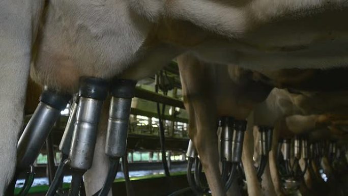 现代奶牛场机械农