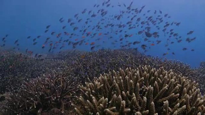 琴尾Anthias，鹿角珊瑚，表珊瑚，珊瑚礁 (4K)