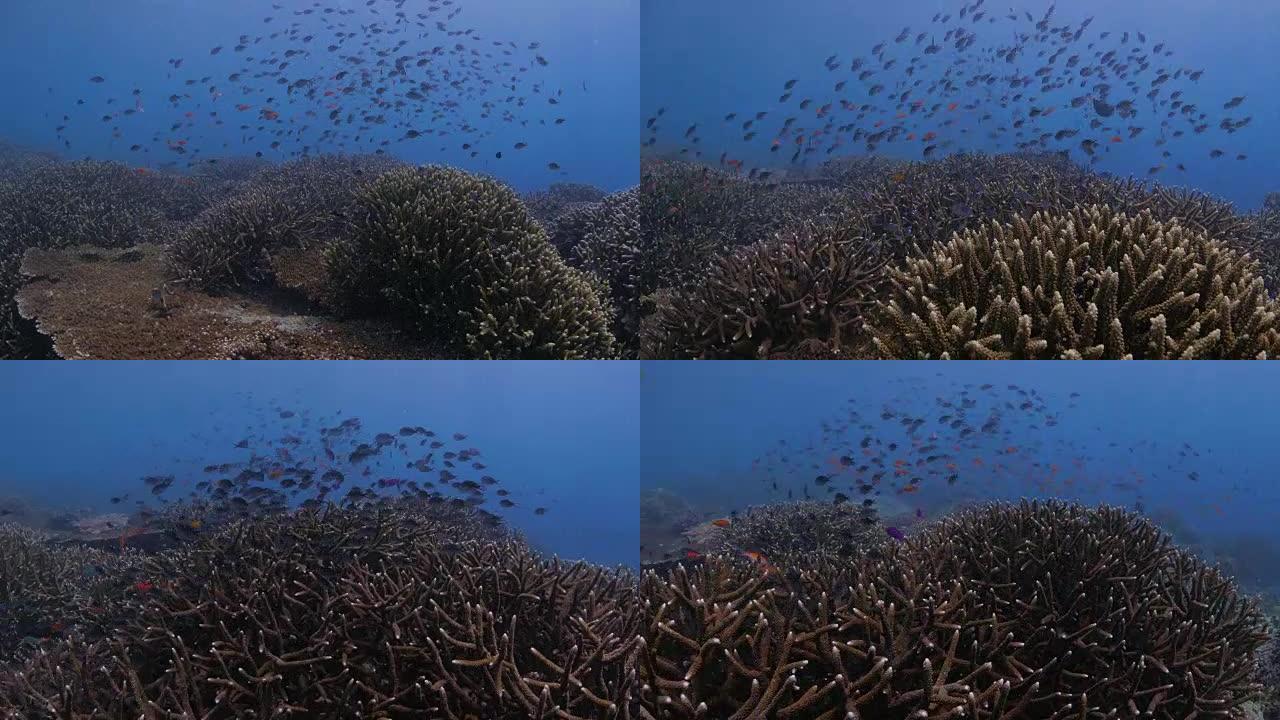 琴尾Anthias，鹿角珊瑚，表珊瑚，珊瑚礁 (4K)