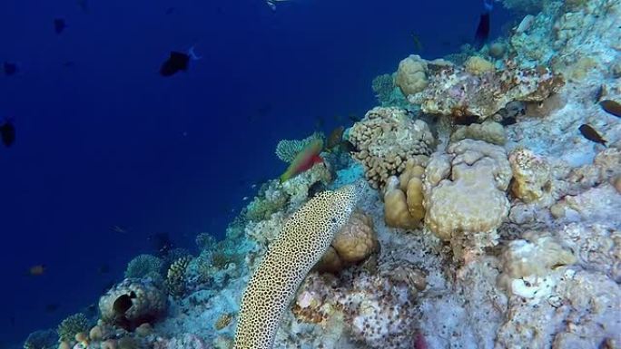 蕾丝冰碛在珊瑚礁上游泳-马尔代夫