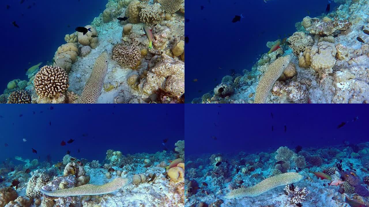 蕾丝冰碛在珊瑚礁上游泳-马尔代夫