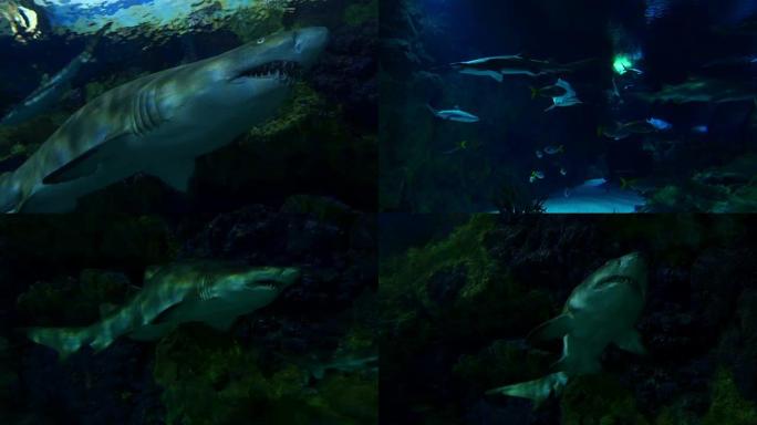 4k鲨鱼的四个视频