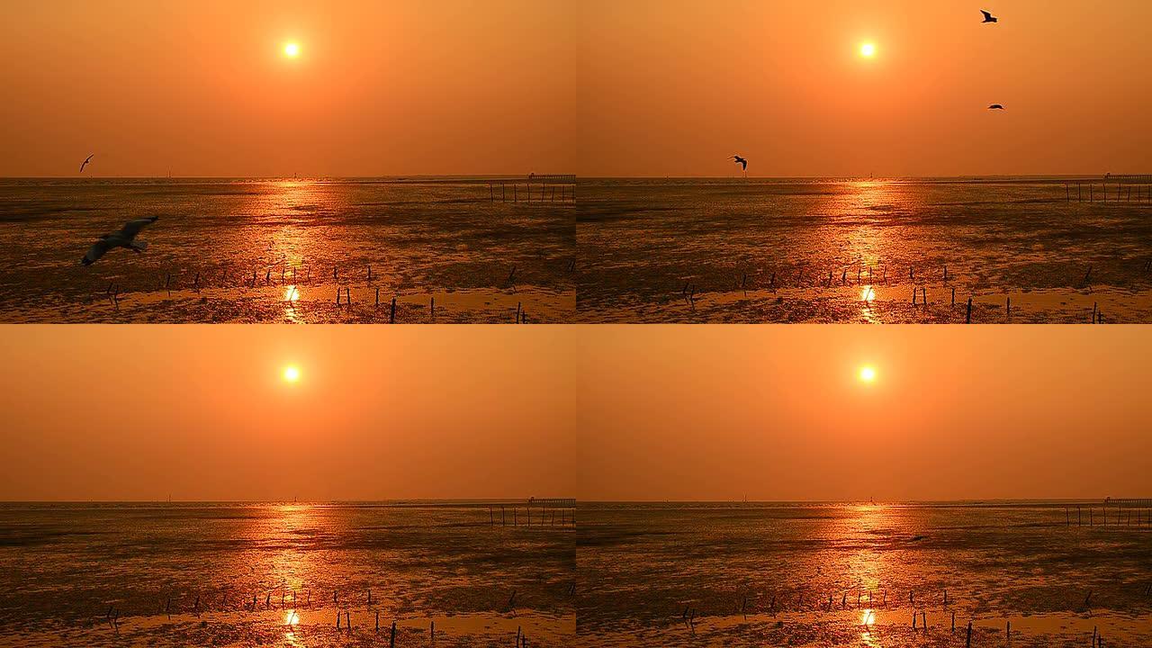 海鸥在日落背景下飞翔