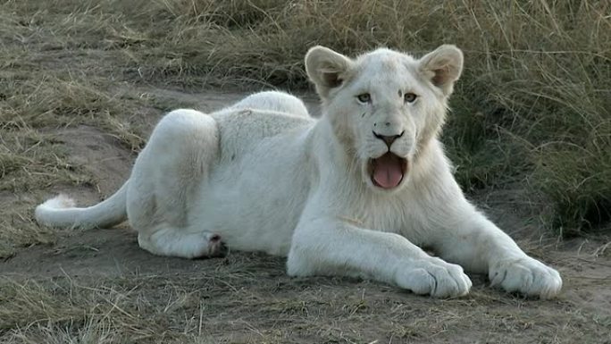 罕见的白狮幼崽