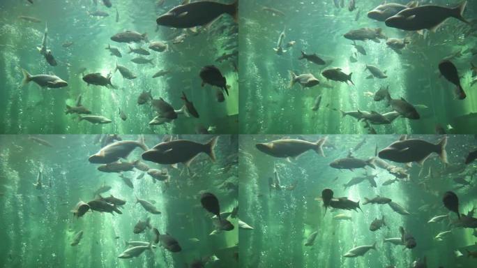 鱼一群鱼拍摄海底世界