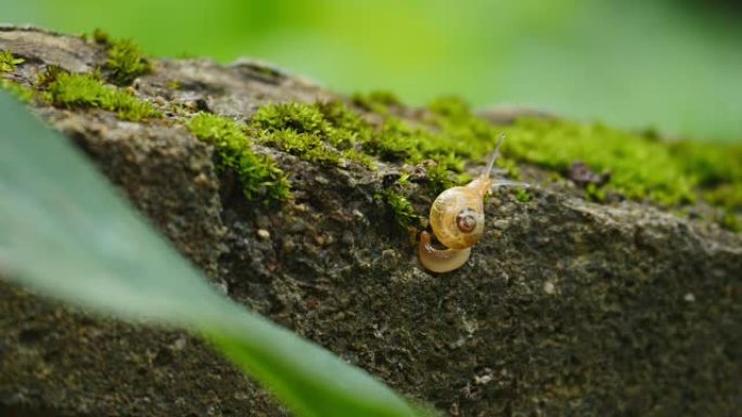 蜗牛微距实拍大自然小蜗牛