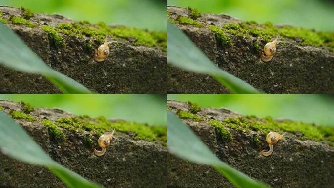 蜗牛微距实拍大自然小蜗牛