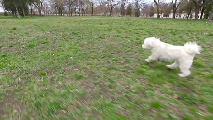 可爱的白色和黑色狮子狗在公园里奔跑