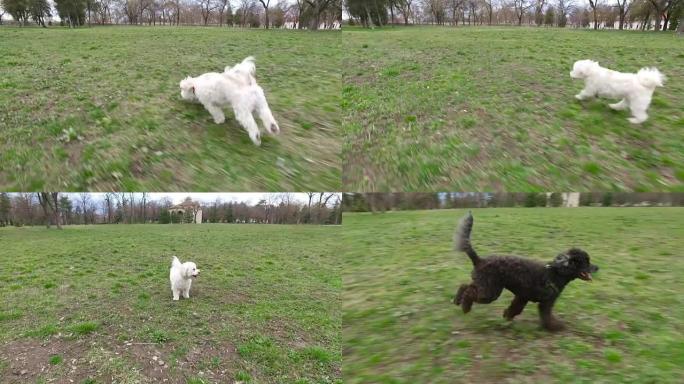可爱的白色和黑色狮子狗在公园里奔跑