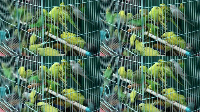 鸟笼亚洲市场雅加达爪哇印度尼西亚