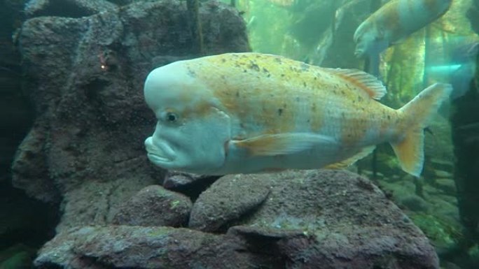 水族馆热带鱼群海洋大海野生动物