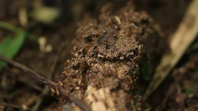 白蚁蚁巢蚂蚁洞破坏