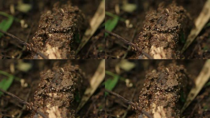 白蚁蚁巢蚂蚁洞破坏