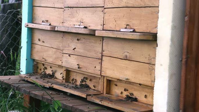 蜜蜂和蜂巢养蜂人蜂蜜