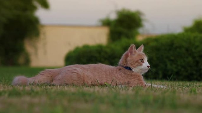 可爱的猫可爱的猫