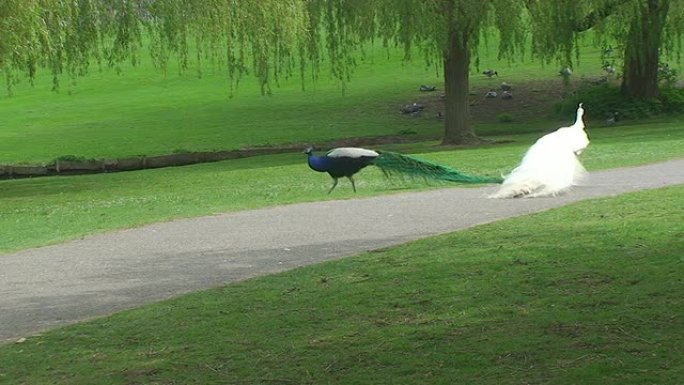 两只孔雀在公园里散步