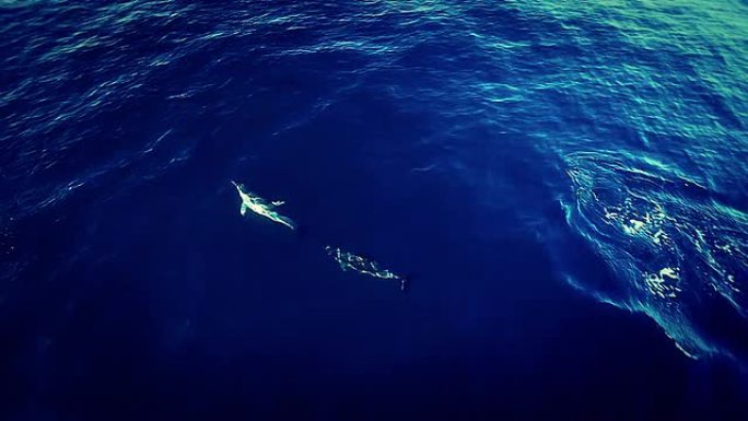 海豚追逐嬉戏自然生态生物多样性
