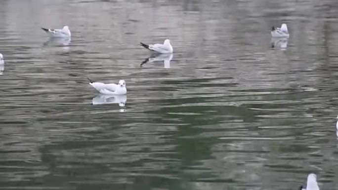 湖上的海鸥野生动物保护生物生态飞翔飞鸟