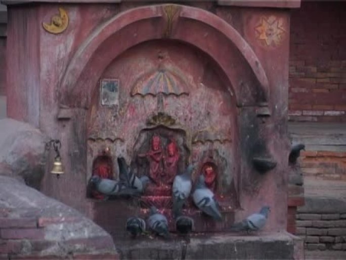鸽子在印度教圣地定居