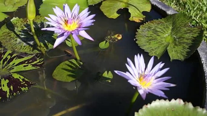 公园的风吹着池塘里的紫色莲花和绿色叶子。