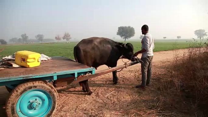 农民准备骑动物车农村原始运输工具拉车