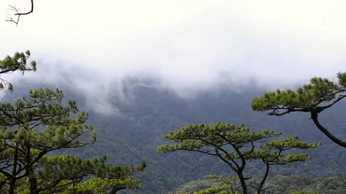 在松树后面的山上移动薄雾