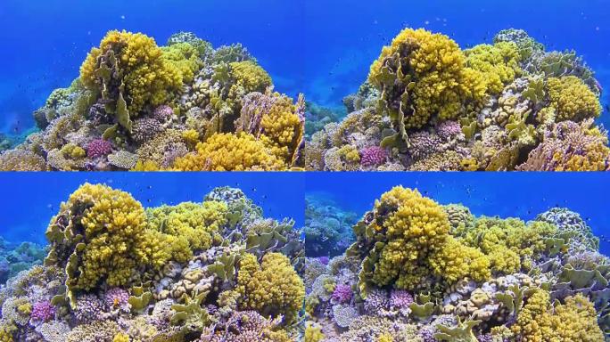 美丽的珊瑚礁，红海上有五颜六色的鱼