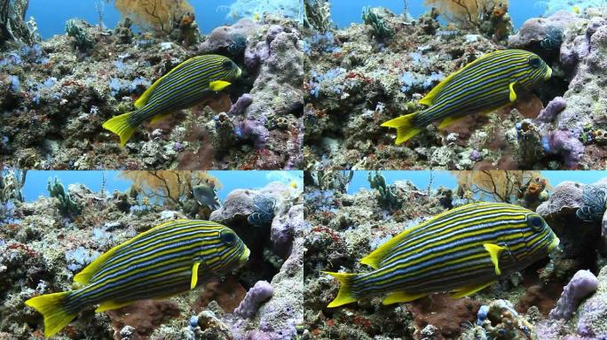 五颜六色的热带鱼热带鱼群海洋大海野生动物