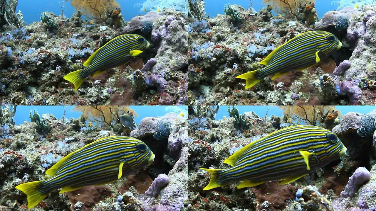 五颜六色的热带鱼热带鱼群海洋大海野生动物