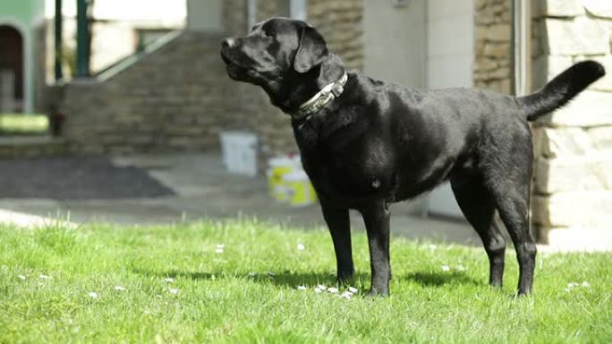 黑色拉布拉多寻回犬吠叫（护卫犬）