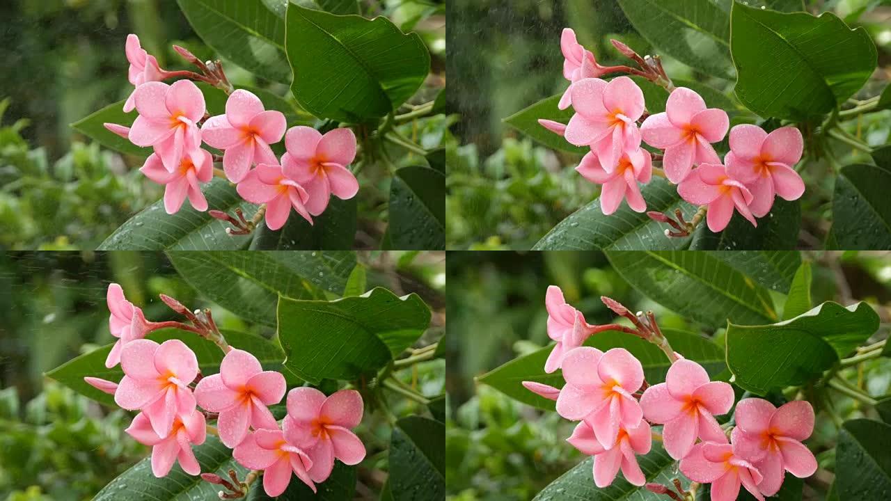 Pink Flowers Frangipani