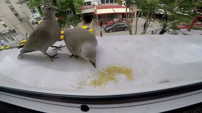 鸽子喂食斑鸠窗台窗边喂食