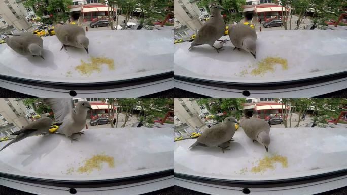 鸽子喂食斑鸠窗台窗边喂食