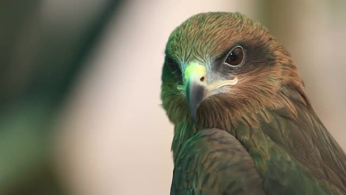 黑风筝鸟的头生态环境自然景色鸟素材实拍