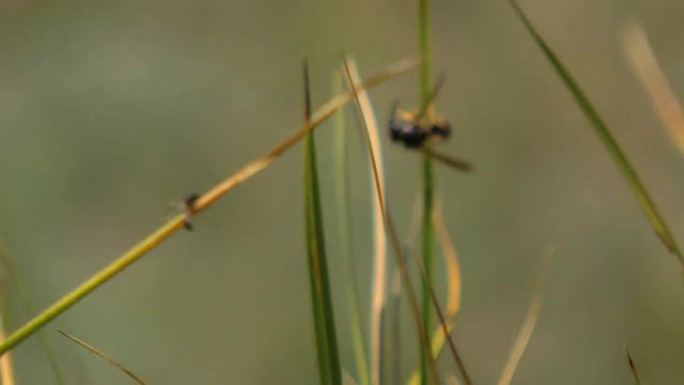黄蜂攻击飞蚁野草野外益虫捕食吃虫子画面